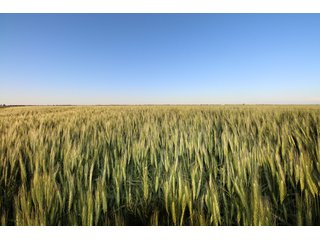 Tract 2 - Reno County, KS farmland - LAND AUCTION - 647+/- ACRES OFFERED IN 4 TRACTS IN RENO & EDWARDS COUNTY, KANSAS